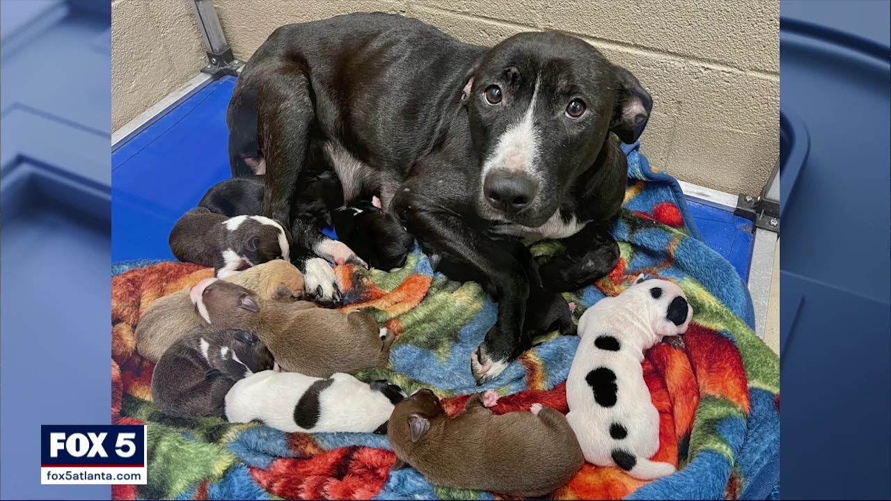 Alleged animal hoarder facing charges after dozens of animals rescued ...