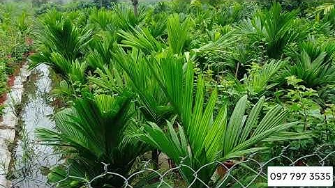 Bán buôn cây cau lùn F1, F2, F3 0977973535