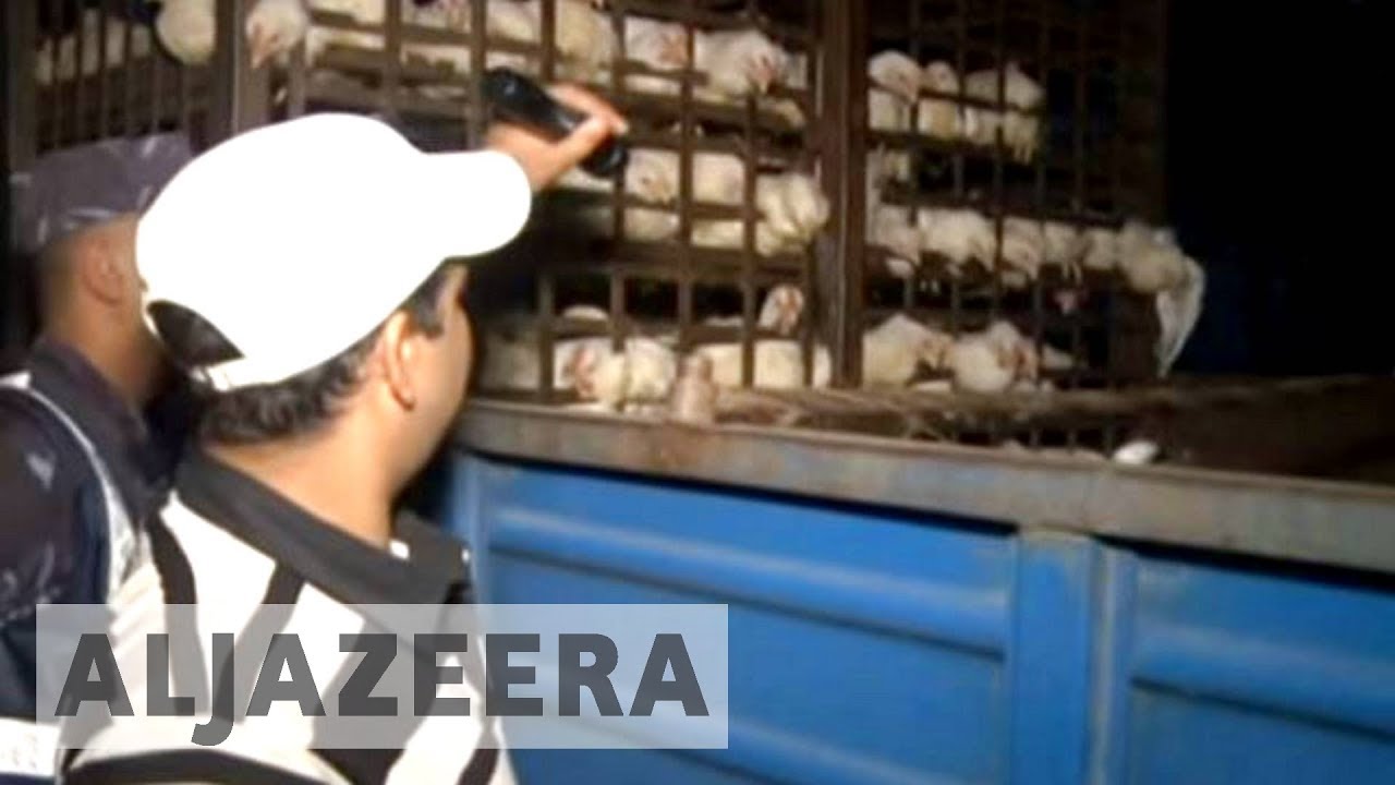 مزارعو الدواجن في نيبال يهاجمون عملية إعدام الطيور المصابة بإنفلونزا الطيور