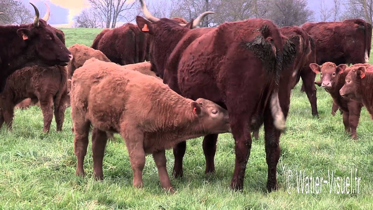 Agriaffaire bovins salers