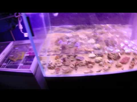 Video: Cum se utilizează etanșantul pentru acvariu: instrucțiuni pas cu pas. Cât timp se usucă etanșantul pentru acvariu?