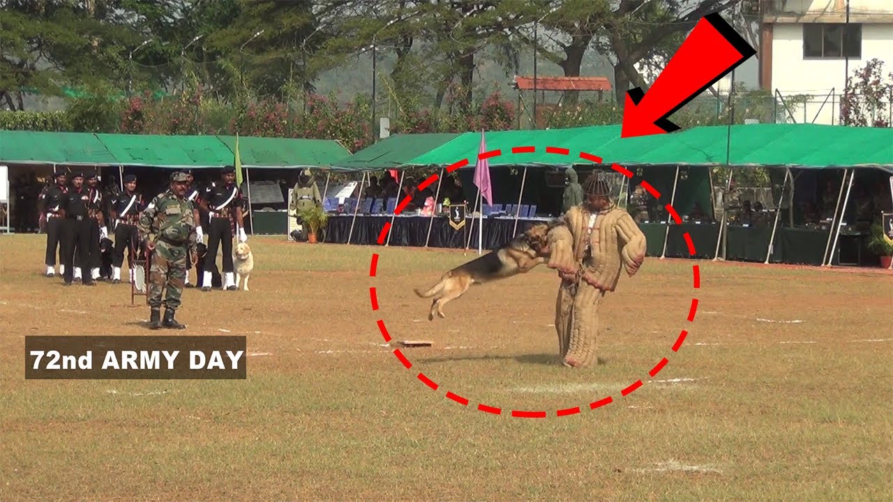 WATCH: Amazing Performance By Army Dogs At 72nd Army Day