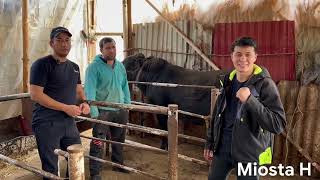 : Miosta H: Mol boqish va daromad qilish sirlari #mol #bokish #molbokish_siri