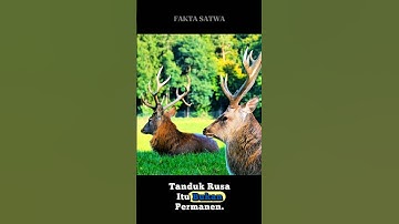 Fakta unik tanduk rusa. #shorts #youtubeshorts #tandukrusa #faktaunik