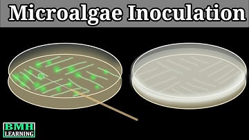 Inoculation Of Microalgae | Culturing Microalgae | Growing Microalgae |