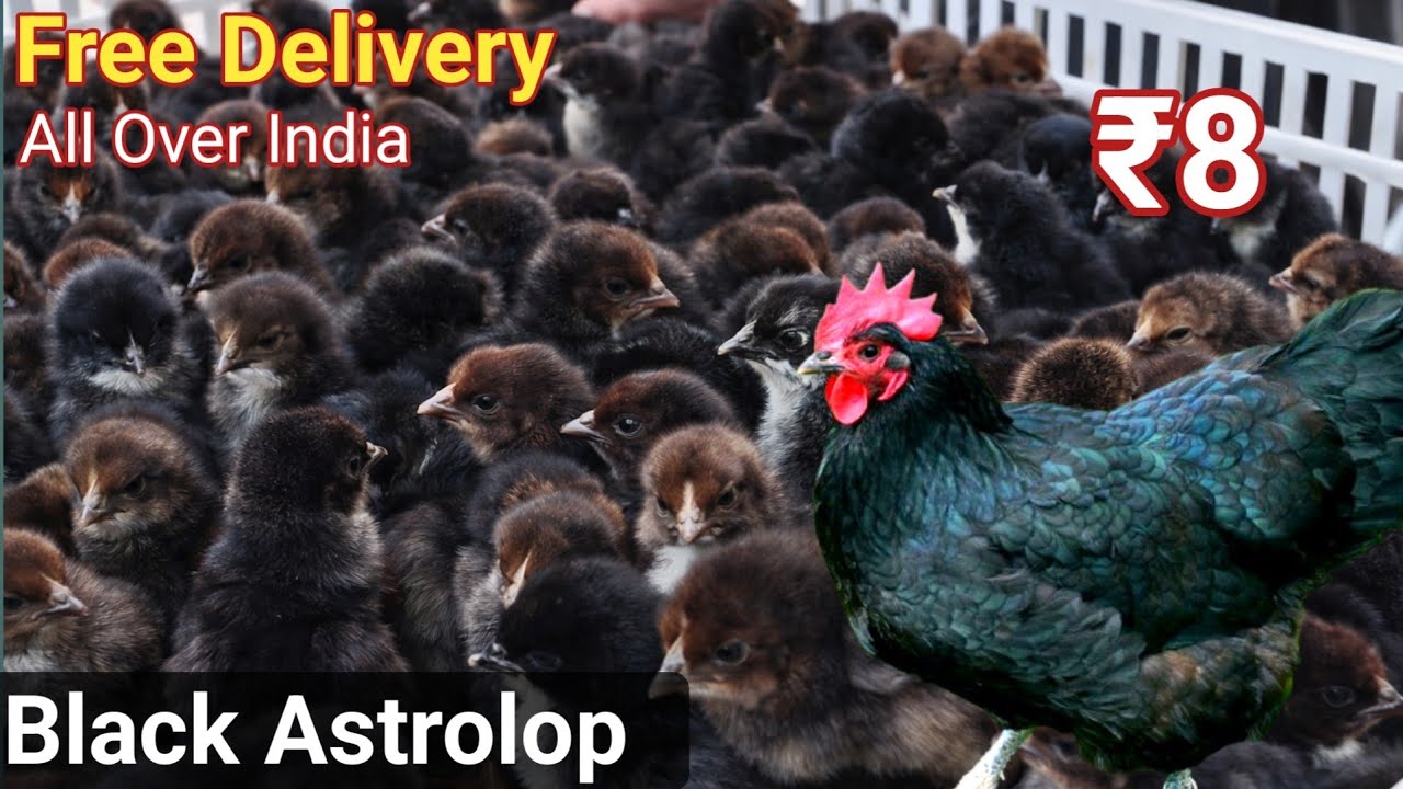 High-Quality Black Australorp Chicks! WHOLESALE Rate| Biggest Supplier_WhatsApp +91-89213 76740