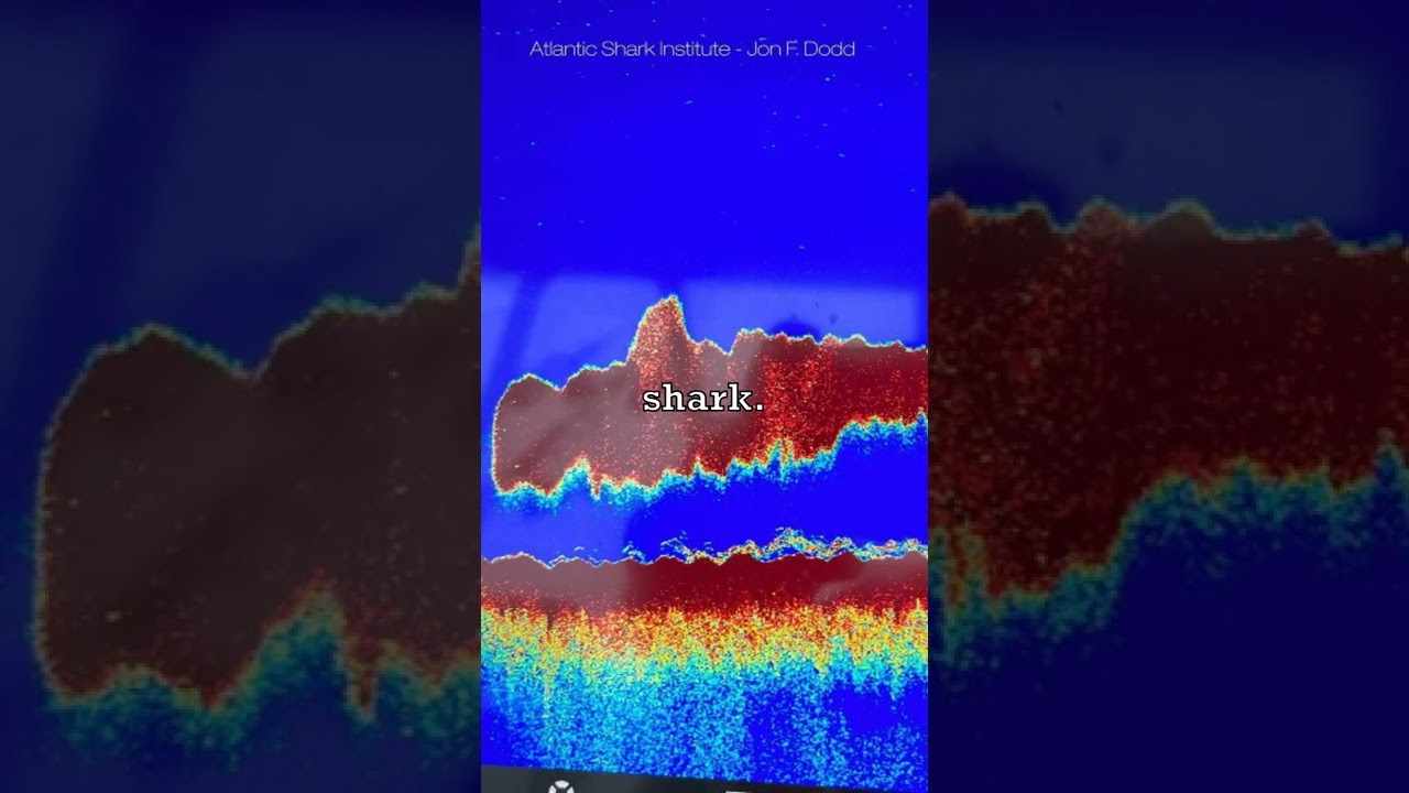 Megalodon Caught On Camera?🦈