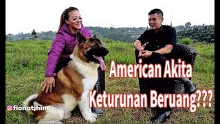 Anjing American Akita Keturunan Beruang?  Benigna Kennel