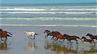 Dzikie zwierzęta screenshot 2