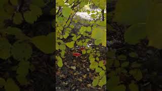 Amanita Day 4 /last autumn