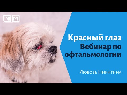 Красный глаз. Вебинар по офтальмологии.