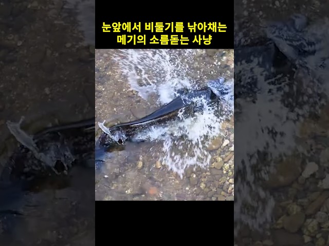 눈앞에서 비둘기를 낚아채는 메기의 소름돋는 사냥