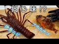 伊勢エビに似ている魚？検証します。