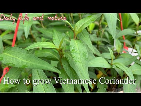 Vídeo: Salada Vietnamita Com Coentro E Hortelã