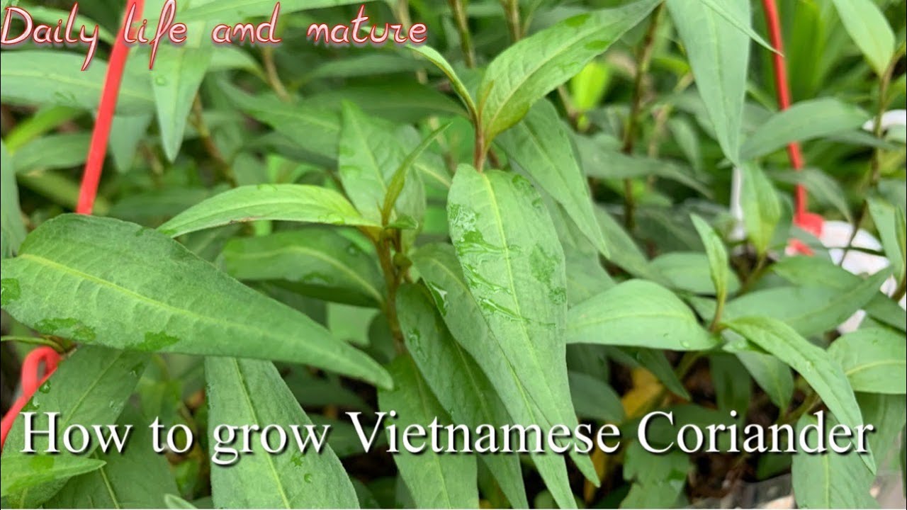 How Do You Grow Vietnamese Balm?