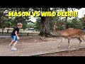AWESOME Deer Park in Japan | Nara Park
