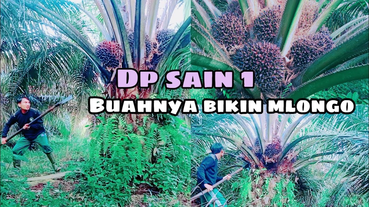 buahnya gk ada trek !! panen sawit unggul dp sain 1 calabar#panenkelapasawit #dpsain1calabar