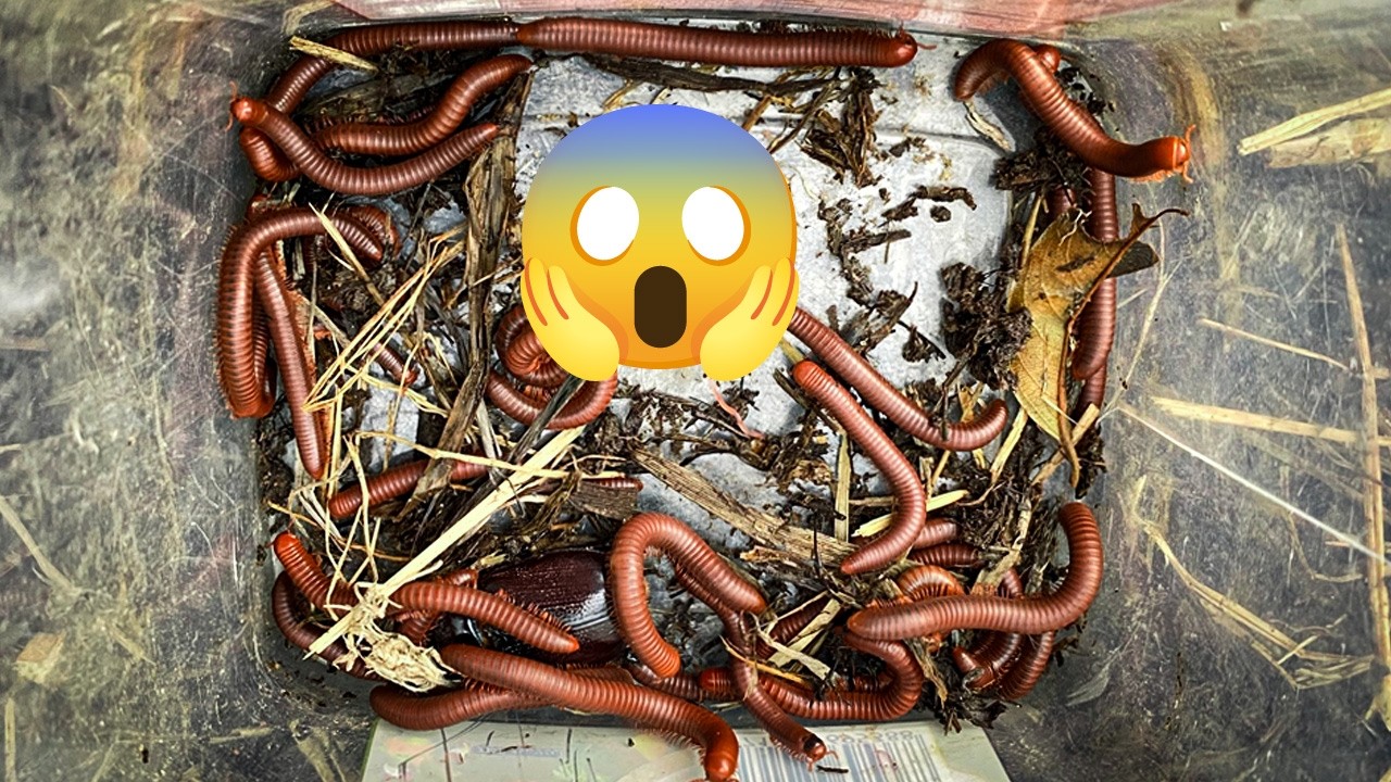 Many of Millipedes Found Hidden Beneath the Straw!