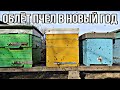 +13 ПЧЕЛЫ ПОЛЕТЕЛИ ПОД НОВЫЙ ГОД !!!