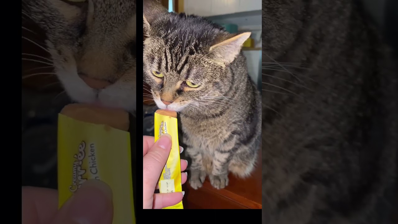 Cats try a new creamy treat ~ 3 yes and 1 no 🍗