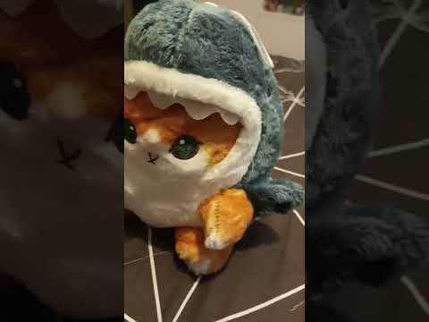 кот в костюме акулы