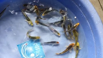 Cá chép koi size nhỏ 10k/con, liên hệ sdt 01212980789