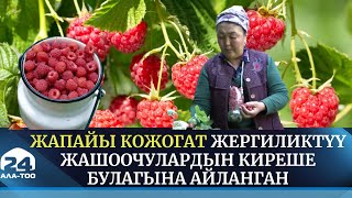 Жапайы кожогат жергиликтүү жашоочулардын киреше булагына айланган | Жалал-Абад | Өнүгүүгө карай