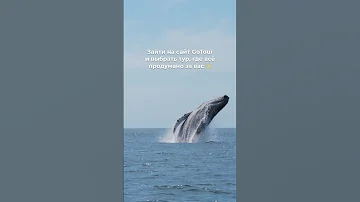 Добраться в Териберку, чтобы увидеть китов - легко. Если ехать туда вместе с авторскими турами.