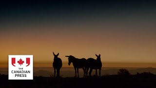 Montreal filmmaker earns Oscar nod for best documentary short film