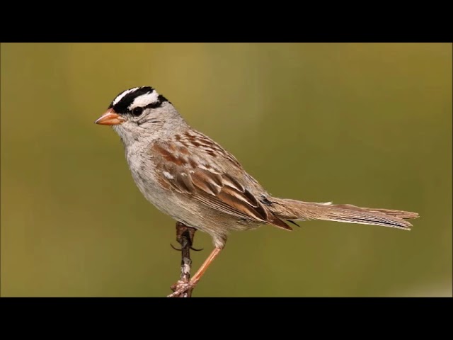 Asian Drums II Kiyoshi Yoshida 打Ⅱ Asian Drums - Kiyoshi Yoshida - YouTube