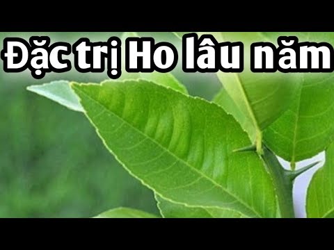 Bài thuốc Đặc Trị Ho Lâu Năm,Viêm Phế Quản,viêm Họng. PHAN HẢI Channel