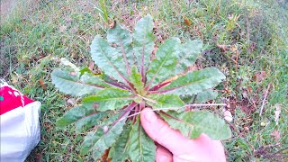 Harvesting Edible Weeds!