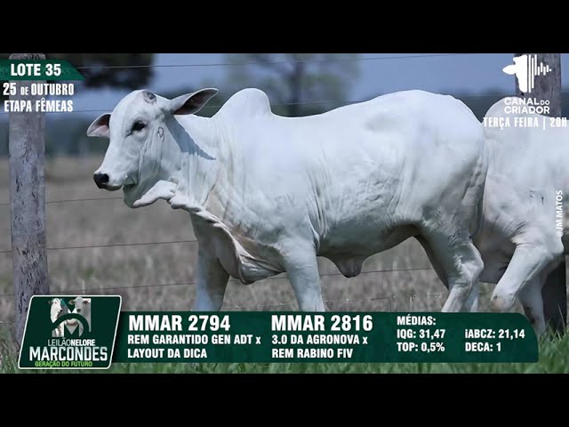 LOTE 35 MMAR 2816 2794