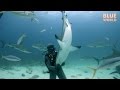 Hypnotizing Wild Sharks! (Tonic Immobility)