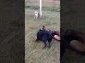 Pastor alemão preto 04/06/18 = 6 meses