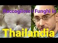 Raccogliere Funghi in Thailandia
