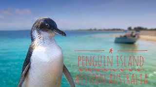 Penguin Island by Mat Hyland 339 views 6 years ago 2 minutes, 33 seconds