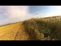 Chasse du faisan  avec un springer spaniel tirs et rapports