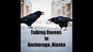 Talking Ravens in Anchorage, Alaska