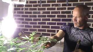 Rayc: Cannabis Grow Bong Ripps