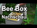 Paradise honey bee box nachschau  bienen langstroth flugling erweitern