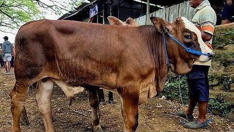 10.500 NEGO🔥PEGON SUPER CALON KONTES HARGA MURAH | Pasar Sapi Jatirogo