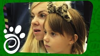 Что Такое Бест На Кошачьей Выставке. Все О Домашних Животных Что Такое Бест На Кошачьей Выставке. Все О Домашних Животных