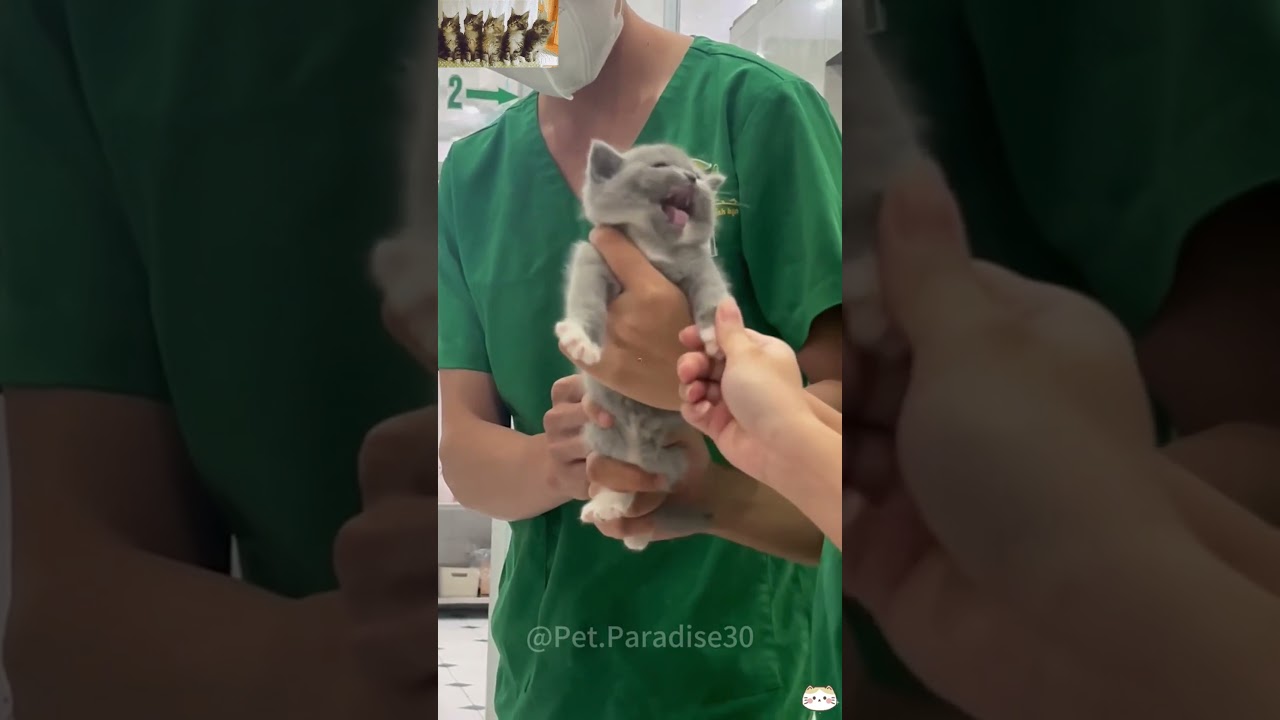 Cat’s Epic Toy Destruction! ??