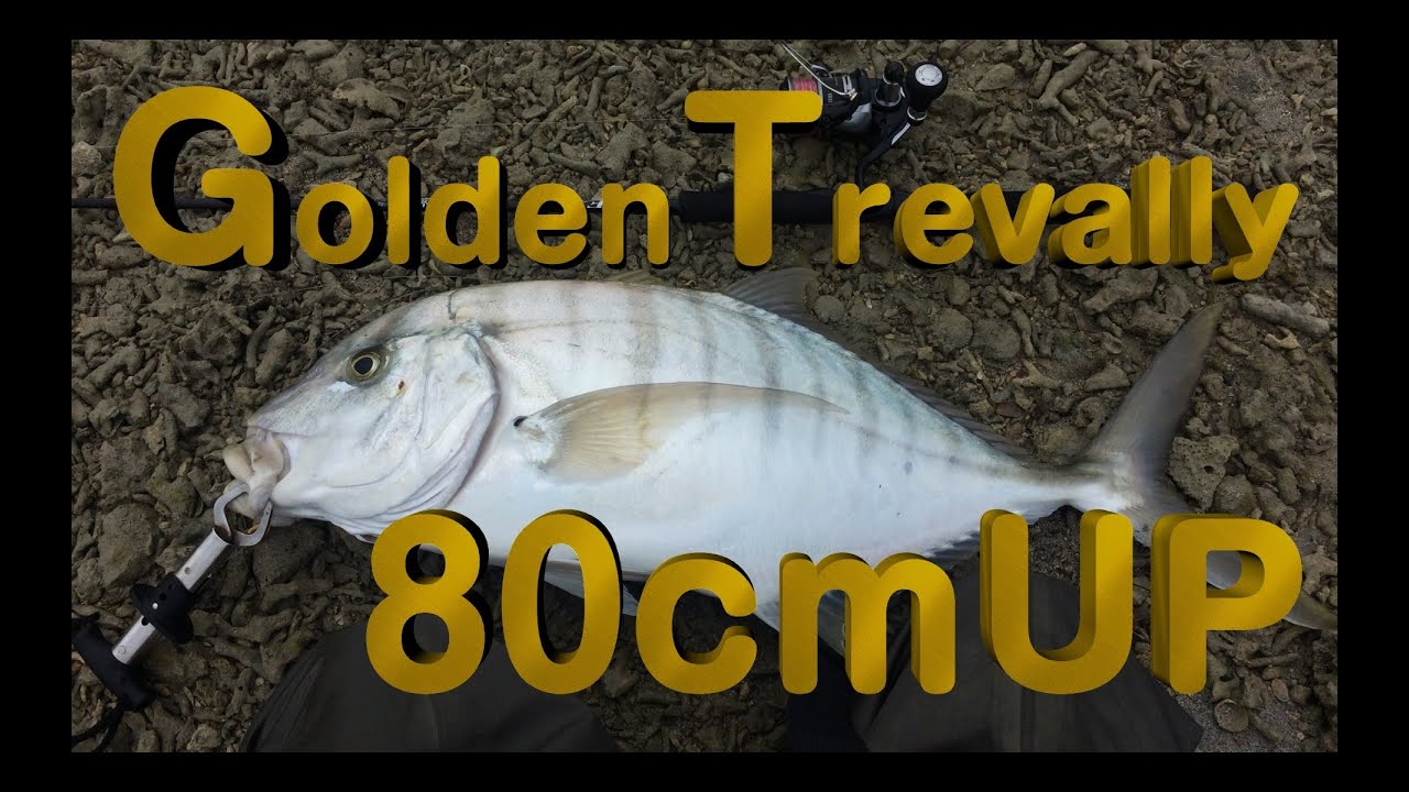 Okinawa Fishing Gt Goldentrevally 80cm Up コガネシマアジ 18 12 3 海中道路 魚釣り 沖縄ルアー釣り Youtube