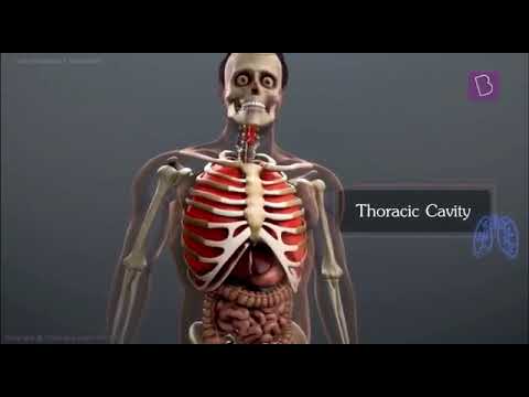 The whole Respiratory system by byju's - YouTube