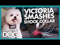 Victoria Shatters Huge Shock Collar that was Strapped to Tiny Dog | It's Me or the Dog
