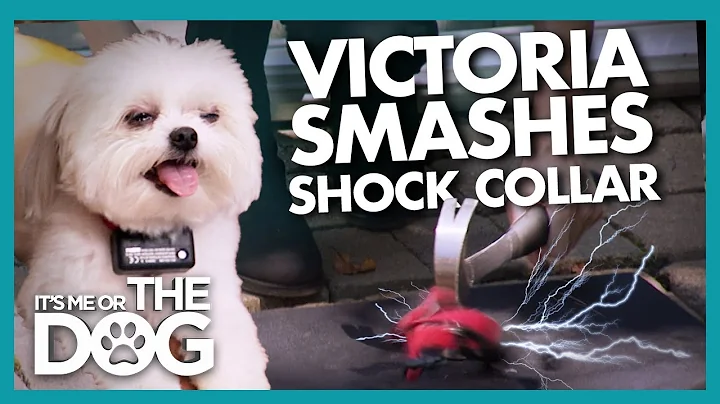 Victoria Shatters Huge Shock Collar that was Strap...