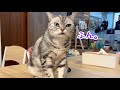 子猫のクロくんが脱走した先にいた、あい様がまさかの...！