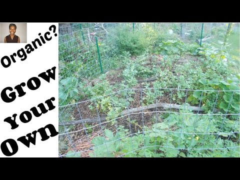 Vídeo: Requisitos de fertilizantes de damasco – Aprenda sobre como fertilizar damascos no jardim